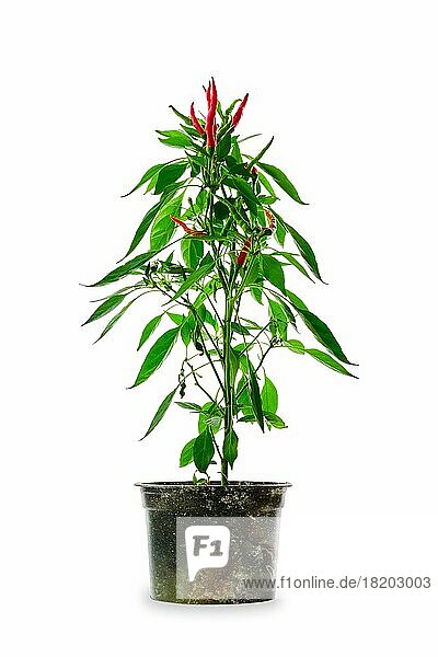 Red thai chili pepper isolated on white background. Bush of chili pepper for home gardening