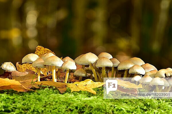 Gesellig wachsende Schwefelkopf-Pilze (Hypholoma) mit Buchenlaub und Moos im Herbst  Hunsrück  Rheinland-Pfalz  Deutschland  Europa