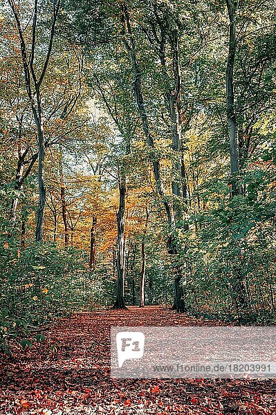 Ein Wanderweg mit bunten Blättern im Wald im Herbst  Hannover  Niedersachsen  Deutschland  Europa