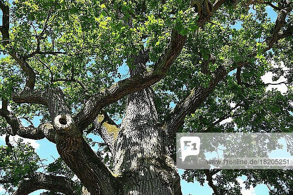 Stamm und Astwerk einer mächtigen Stieleiche (Quercus robur)