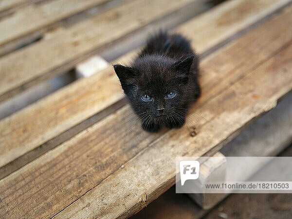Schwarzes Katzenbaby mit blauen Augen  Blickkontakt  Streuner sitzt ängstlich auf einer Holzpalette  Marokko  Afrika