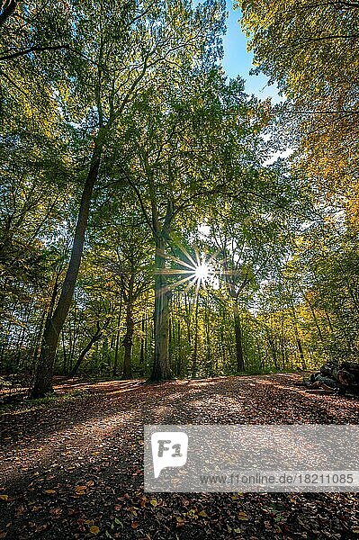Ein Sonnenstern im bunt gefärbten Laubwald im Herbst  Hannover  Niedersachsen  Deutschland  Europa