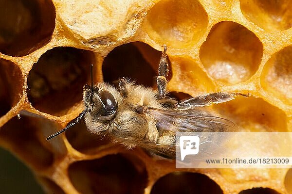 Honigbiene Drohne an Bienenwabe sitzend links sehend