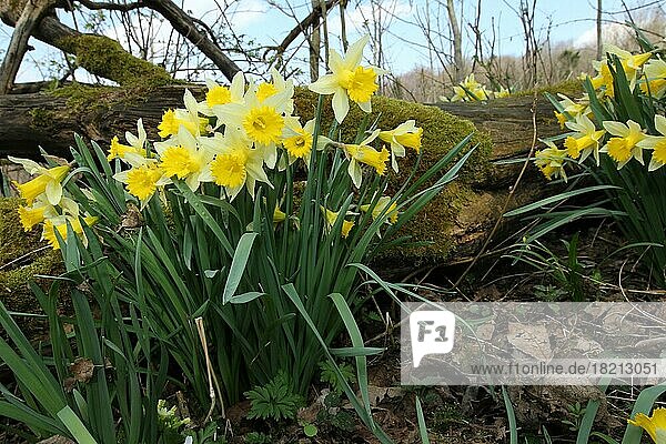 Narzissen oder auch Osterglocken (Narcissus pseudonarcissus)  im Auwald  Niederösterreich  Österreich  Europa