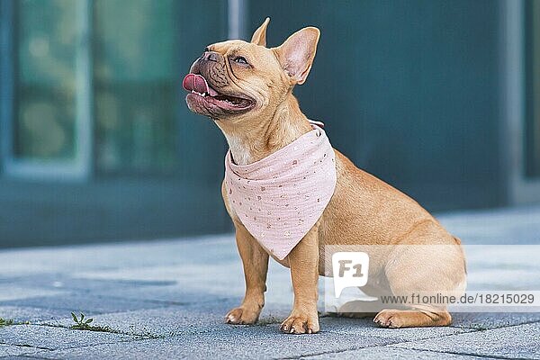 Sitzende Französische Bulldogge mit rosa Kopftuch um den Hals