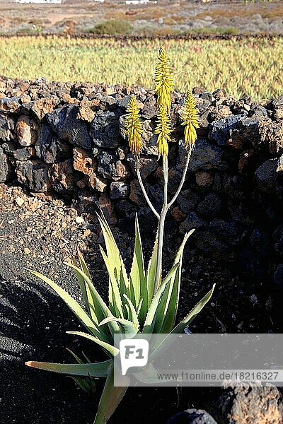 Aloe Vera Plantage bei Orzola  nahe Haria  Lanzarote  Kanarische Inseln  Spanien  Europa