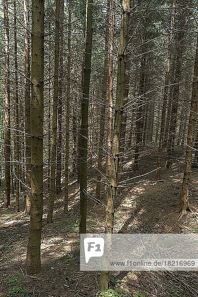 Vertrockneter Fichtenwald (Picea)  Allgäu  Bayern  Deutschland  Europa