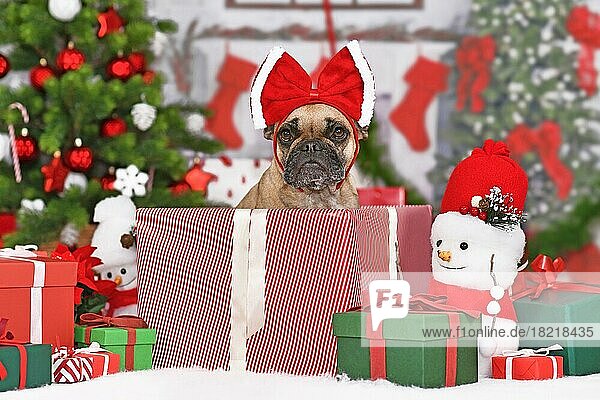 Französische Bulldogge in Weihnachtsgeschenkkarton zwischen vielen Kartons neben dem Weihnachtsbaum