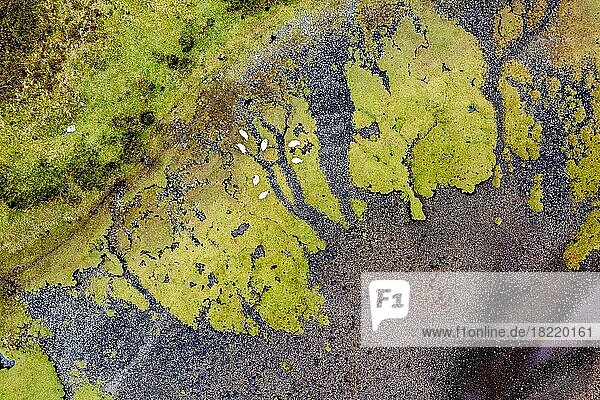 Luftaufnahme  Flusslauf und Ufer  Ebbe  Schafe  Isle of Skye  Schottland  Großbritannien  Europa