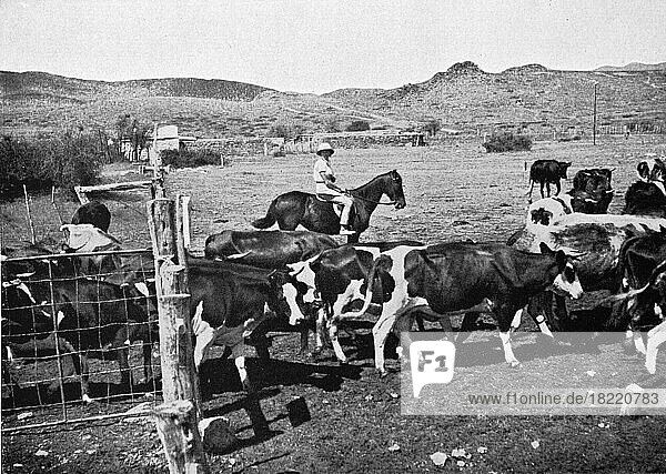On horseback on the cattle paddock  German farm  German Southwest  colony  Namibia  Historic  digitally restored reproduction of an original artwork from the early 20th century  exact original date unknown  Africa