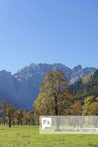Herbstlich gefärbte Ahornbäume (Acer)  am Großen Ahornboden vor Grubenkarspitze und Dreizinkenspitze  Eng  Alpenpark Karwendel  Tirol  Österreich  Europa