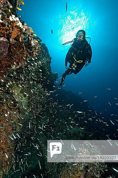 Taucherin schwimmt taucht an Steilwand von blickt auf Korallenriff davor Schwarm von Sardinen (Sardina pilchardus)  Rotes Meer  Safaga  Ägypten  Afrika