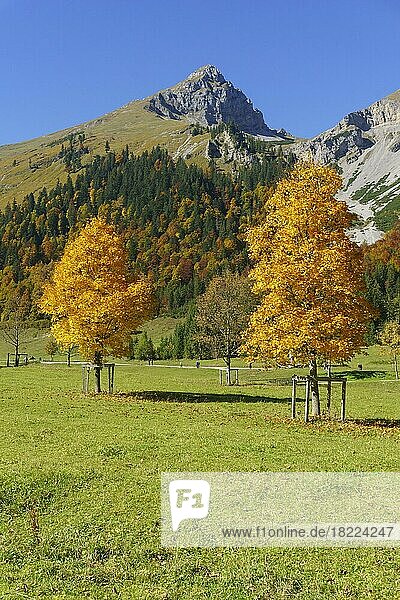 Herbstlich gefärbte Ahornbäume (Acer)  am Großen Ahornboden vor Gumpenspitze  Eng  Alpenpark Karwendel  Tirol  Österreich  Europa