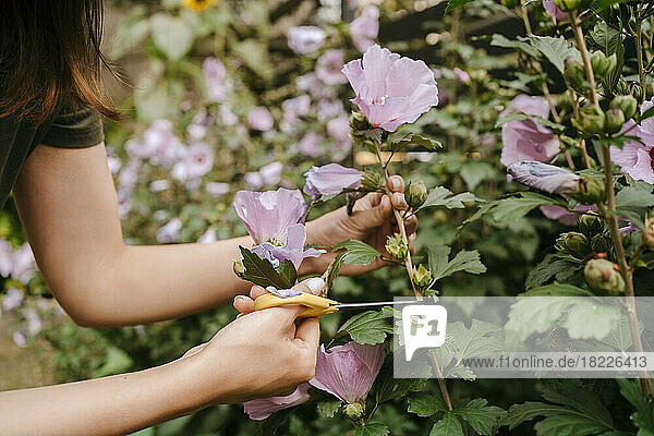 Hände einer Frau  die mit einer Schere im Garten einen rosa Blumenstiel abschneidet