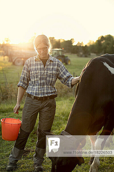 Female farmer standing with bucket by cow at field during sunset