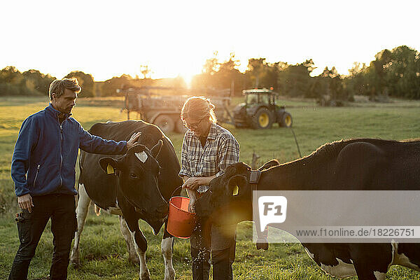 Ältere Bauern füttern Kühe auf einem Feld bei Sonnenuntergang