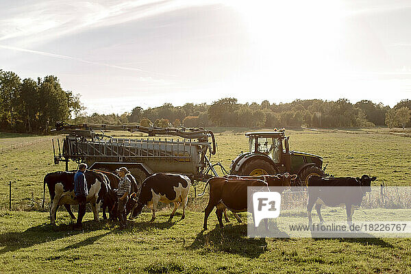 Ältere Landwirte stehen mit Kühen auf dem Feld an einem sonnigen Tag