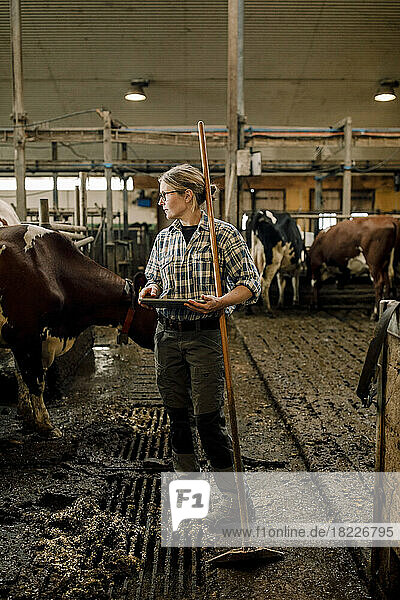 Landwirtin mit Tablet-PC und Schaufel bei Rindern auf einem Milchviehbetrieb