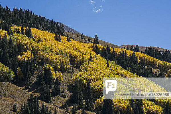 USA  Colorado  Leadville  Valley Of Ghosts  Autumn landscape with yellow forest