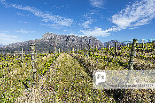 South Africa  Boschendal  Rows of vines growing in vineyard in mountain scenery
