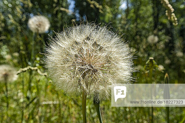 Puffy seed bloom of thistle plant 