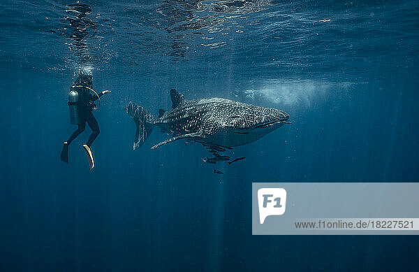 diver floating next to a whale shark in the gulf of Thailand