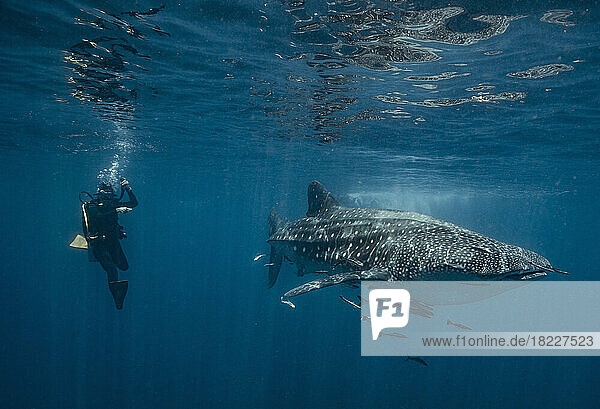 diver floating next to a whale shark in the gulf of Thailand