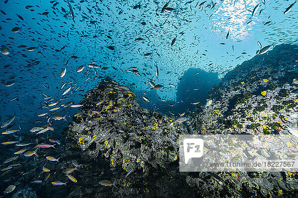 tropical fish around a reef at the gulf of Thailand close to Koh Tao