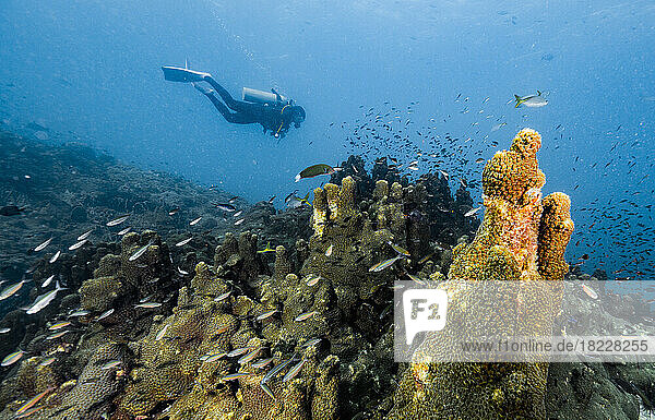 diver exploring the ocean close to Chumphon in the gulf of Thailand