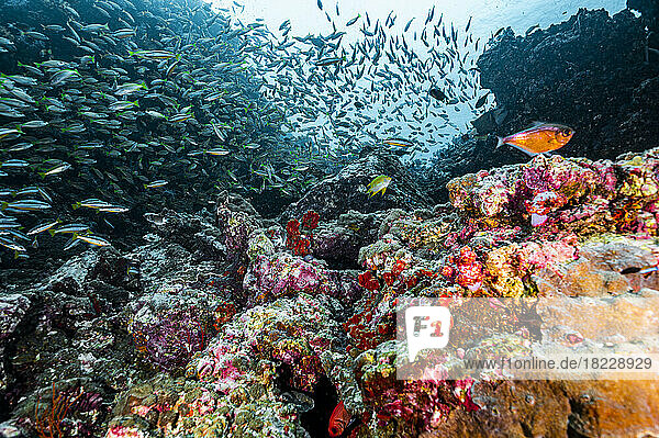 biodiversity at coral reef in the South Andaman Sea / Thailand