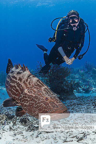 Bahamas  Nassau  Female diver looking at grouper near sea floor