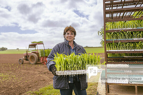 Female farmer planting sweet corn on organic farm