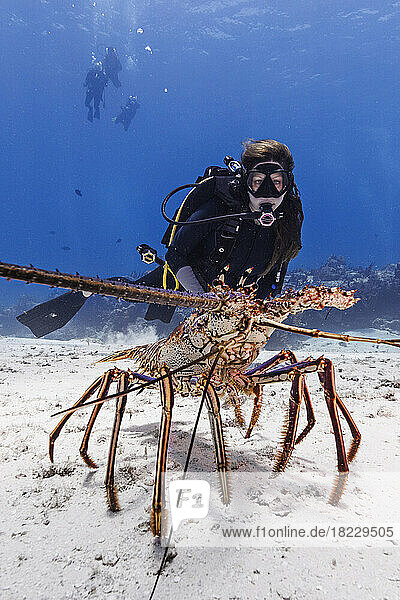 Bahamas  Nassau  Female diver looking at?Caribbean Spiny Lobster at sea floor
