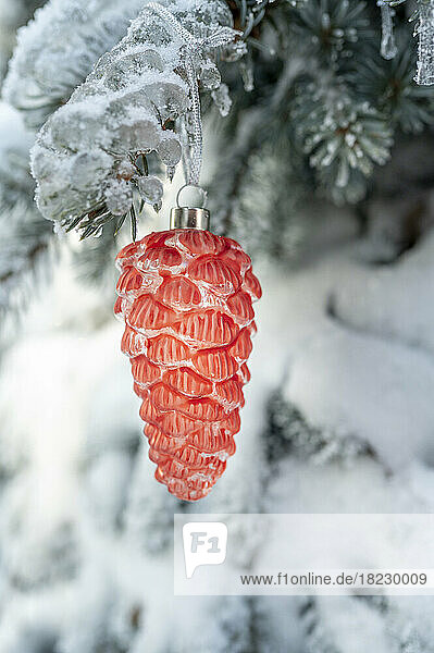 Orange pine cone hanging on branch of snow covered Christmas tree