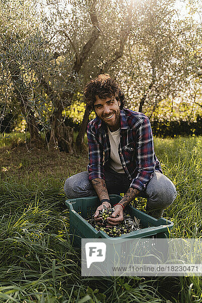 Glücklicher Mann hält Oliven vor der Kiste im Obstgarten