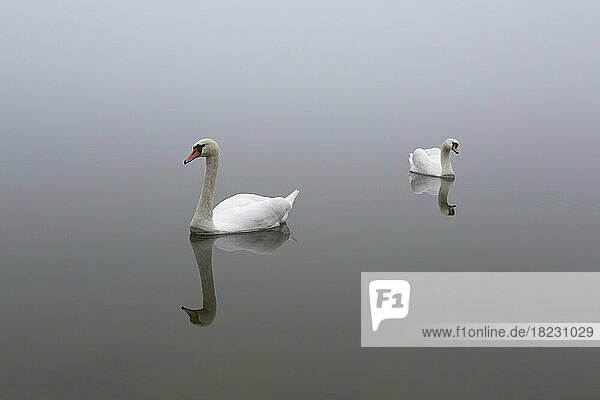 Two swans swimming in foggy lake