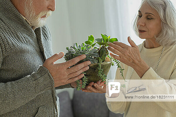 Senior couple taking care of house plants