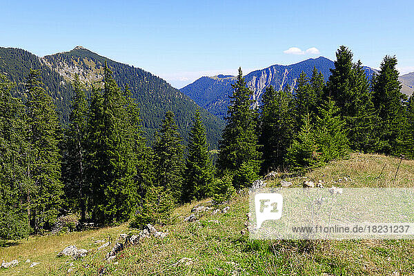 Germany  Bavaria  Green grove on summit of Stumpfling mountain
