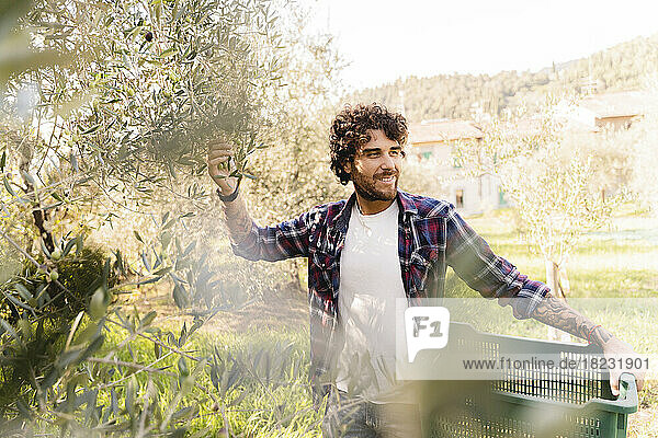 Mann hält Kiste und steht am Baum im Olivengarten
