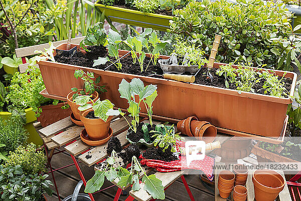 Planting of vegetables in balcony garden