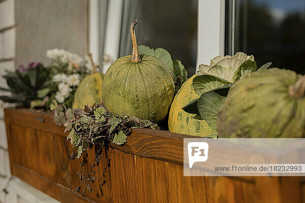Green pumpkins cultivated in window box