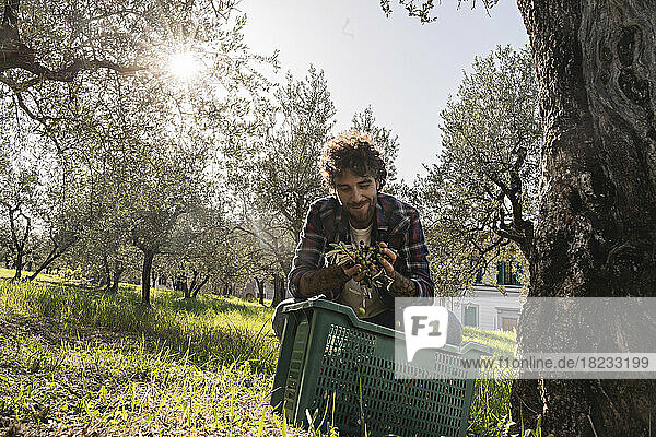 Lächelnder Mann hält an einem sonnigen Tag Oliven im Obstgarten