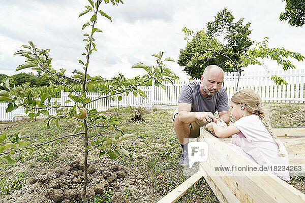 Daughter helping father to make raised bed in vegetable garden at back yard