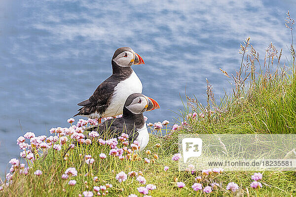 Two puffins standing amid blooming wildflowers