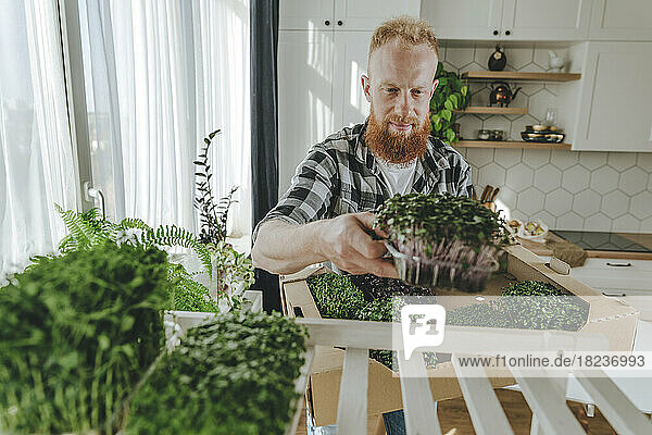 Mann mit Bart packt zu Hause selbst angebaute frische Microgreens ein