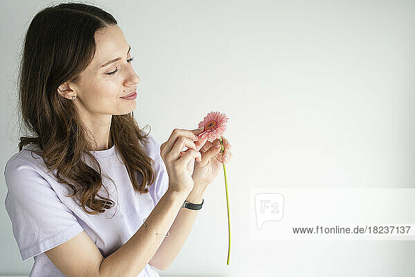 Woman plucking petals of gerbera flower in front of white wall
