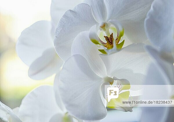 White moth orchid (Phalaenopsis)  close-up  Germany  Europe