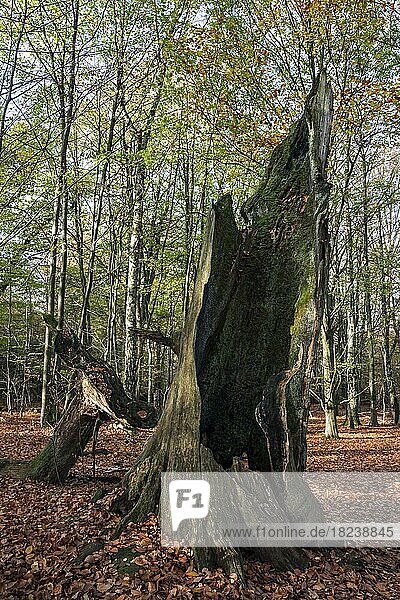 Abgestorbener Stamm einer alten Buche im Herbstwald  Urwald Sababurg  Naturpark Reinhardswald  Hessen  Deutschland  Europa