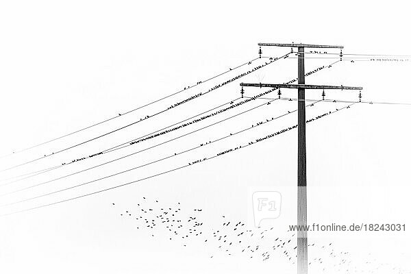 Schwarz-weiß Bild eines Vogelschwarms auf einer Hochspannungsleitung