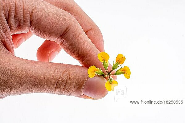 Hand hält eine gelbe Blume auf weißem Hintergrund